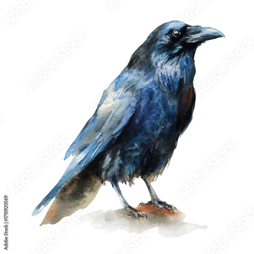 Watercolor vector illustration of Crow, isolated on white background.