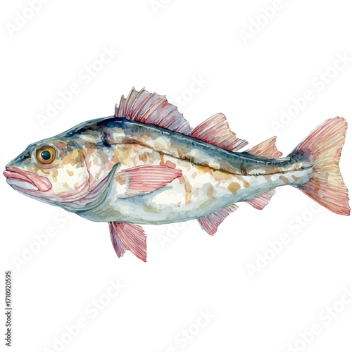 A watercolor painting of Haddock, vector illustration on white background.