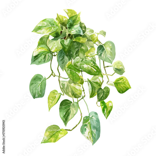 Jade Pothos, watercolor painting, vector illustration, isolated on a white background.