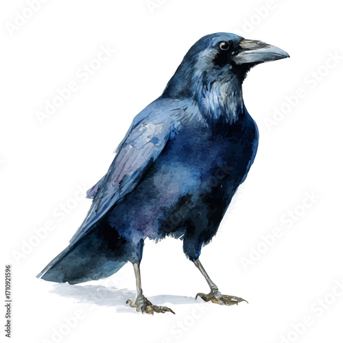 Crow, watercolor painting, vector illustration, isolated on a white background.
