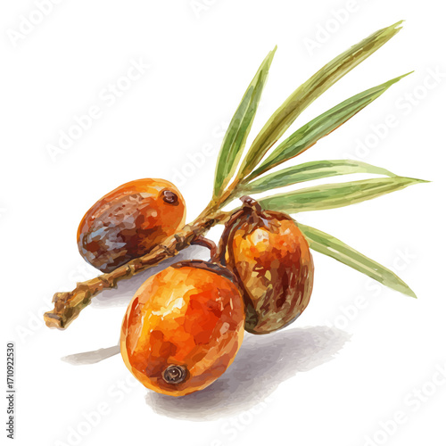 Watercolor vector illustration of Date Palm Fruit, isolated on white background.