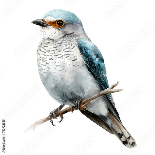 Cuckooshrike, watercolor painting, vector illustration, isolated on a white background.