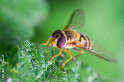 Detailed close-up of a hoverfly perched on a green leaf