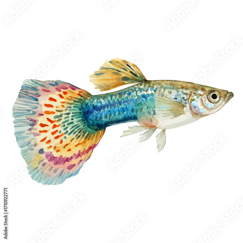 Guppy Fish in watercolor style, vector illustration, isolated on white background.