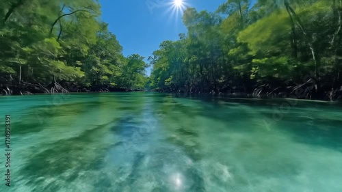 Dense mangrove forest with twisting roots submerged in crystal clear water under bright sunlight seamless looping time-lapse 4k video background. Nature concept
