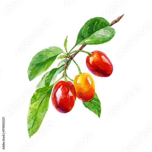 Cornelian Cherry in watercolor style, vector illustration, isolated on white background.