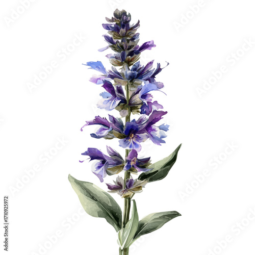 Field Sage in watercolor style, vector illustration, isolated on white background.