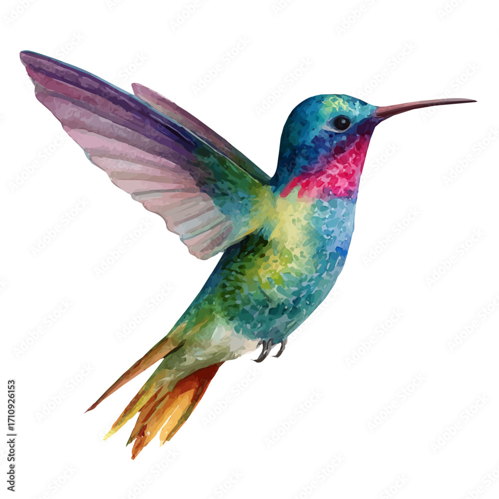 Obraz premium Watercolor vector illustration of Hummingbird, isolated on white background.