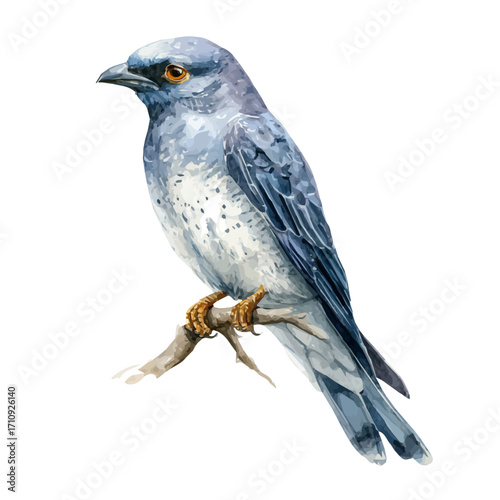 A watercolor painting of Cuckooshrike, vector illustration on white background.