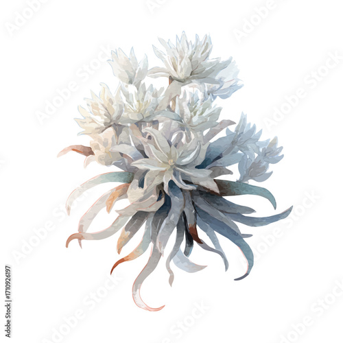 Ghost Plant, watercolor painting, vector illustration, isolated on a white background.