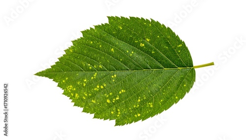 Close-up view of a vibrant green leaf, exhibiting intricate vein patterns and subtle yellow spots, against a plain white background.