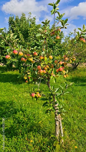 Delicious juicy ripe apples in village garden on sunny summer day