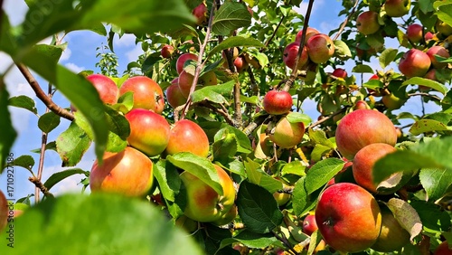 Delicious juicy ripe apples in village garden on sunny summer day