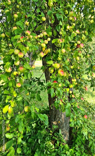 Delicious juicy ripe apples in village garden on sunny summer day