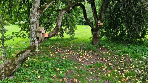 Delicious juicy ripe apples in village garden on sunny summer day