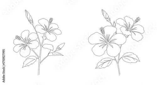 Delicate botanical illustration of hibiscus flowers and green stems shown in outline