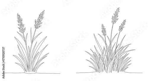 Detailed sketch illustration of two clumps of wild grasses in black and white
