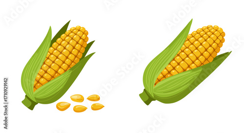 Illustration of two ears of corn and scattered kernels of maize