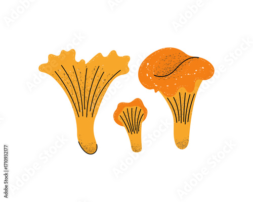 Chanterelle mushrooms. Stylized autumn mushrooms.