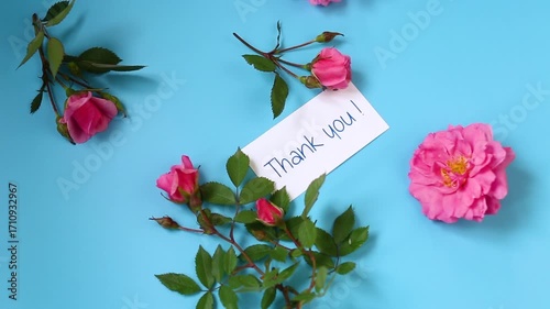 Pink garden roses on a blue background