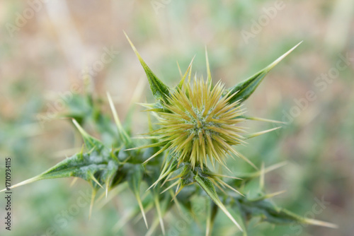 Close-up of a spiky thistle flower in vibrant green, perfect for nature, wildlife, and botanical photography or desert landscape designs.