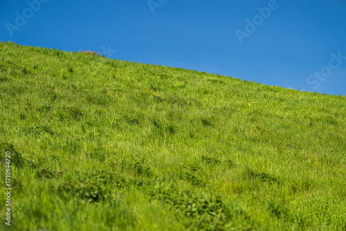 Fotografie Sunny grassy slope against vivid blue sky.