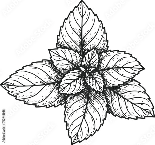 Detailed illustration of a mint leaf cluster on transparent background