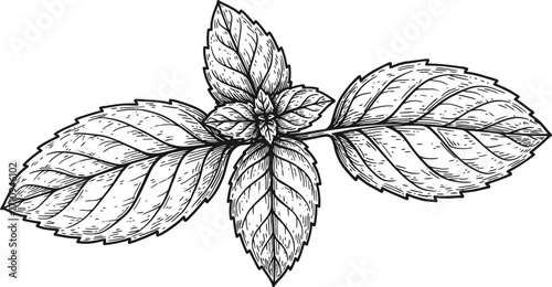 Detailed illustration of a mint sprig with textured leaves on transparent background