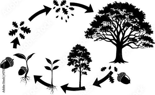 Life cycle of oak tree silhouette