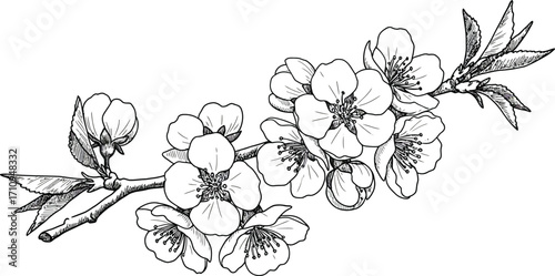 Delicate floral branch with blossoming cherry flowers hand drawn style on transparent background