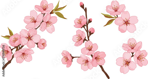 Delicate pink cherry blossom branches and flowers illustration on transparent background