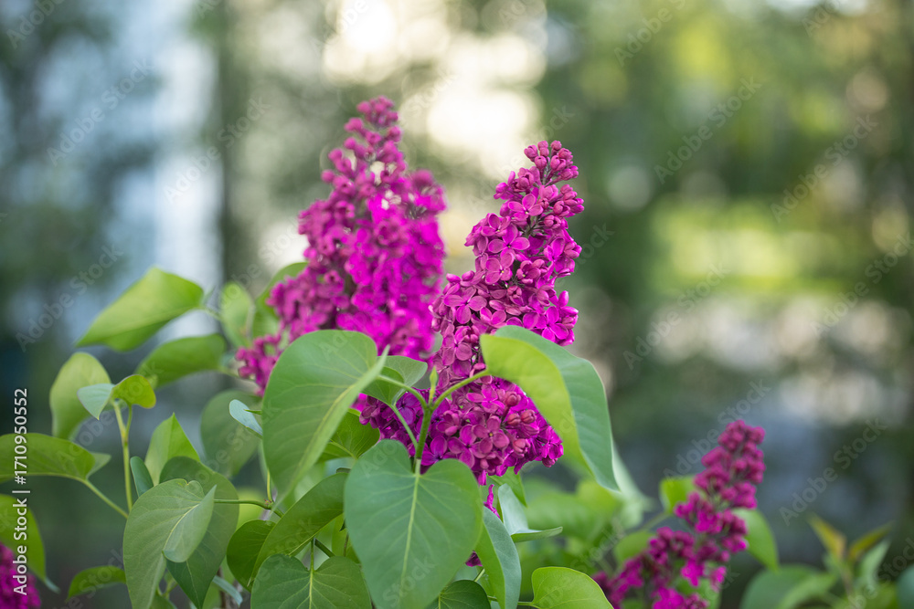 Obraz premium Kwitnący bez lilak / Blooming lilac flowers