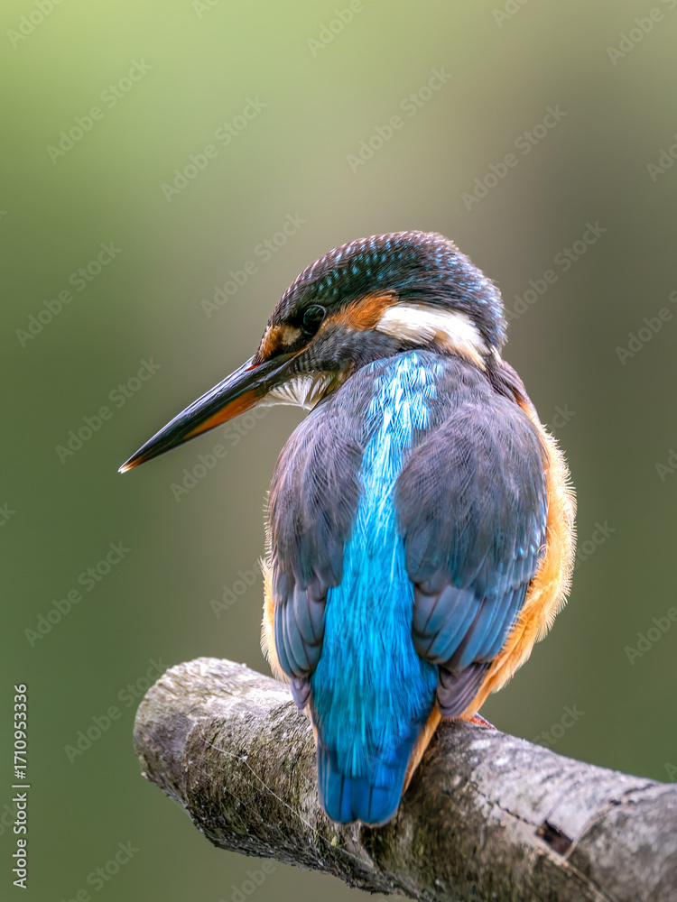 Fototapeta premium Zimorodek (Alcedo atthis) szmaragd wśród ptaków 