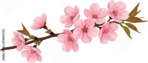 Delicate pink cherry blossom branch with vibrant blooms on transparent background