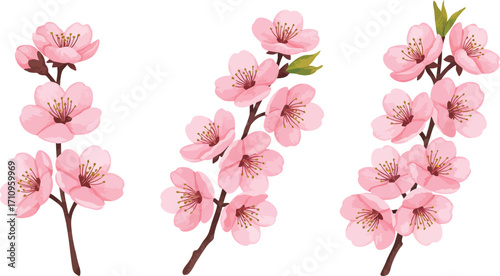 Three delicate peach blossom branches with pink flowers on transparent background