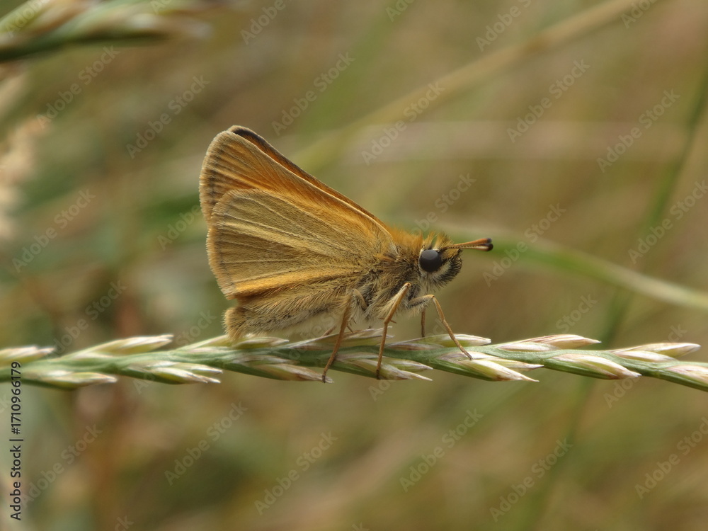 Obraz premium The Essex skipper (Thymelicus lineola), male perching on a dry ear of grass