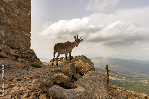 Фотография Iberian ibex standing on rocks in majestic mountain landscape, peñagolosa, spain