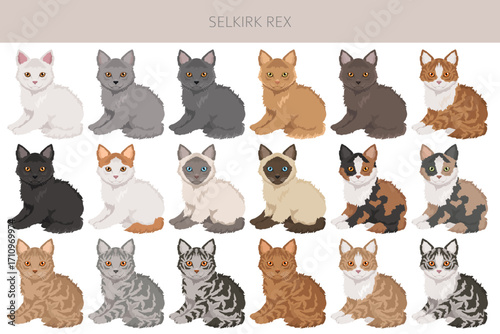 Selkirik Rex Cat clipart. All coat colors set.  All cat breeds characteristics infographic. Vector illustration