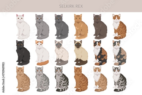 Selkirik Rex Cat clipart. All coat colors set.  All cat breeds characteristics infographic. Vector illustration