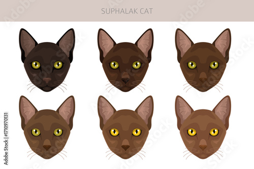 Suphalak Cat clipart. All coat colors set.  All cat breeds characteristics infographic. Vector illustration