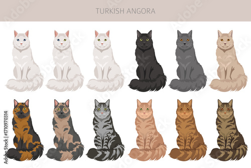 Turkish Angora Cat clipart. All coat colors set.  All cat breeds characteristics infographic. Vector illustration