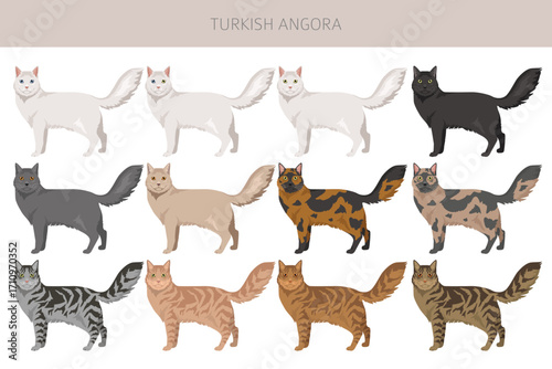 Turkish Angora Cat clipart. All coat colors set.  All cat breeds characteristics infographic. Vector illustration