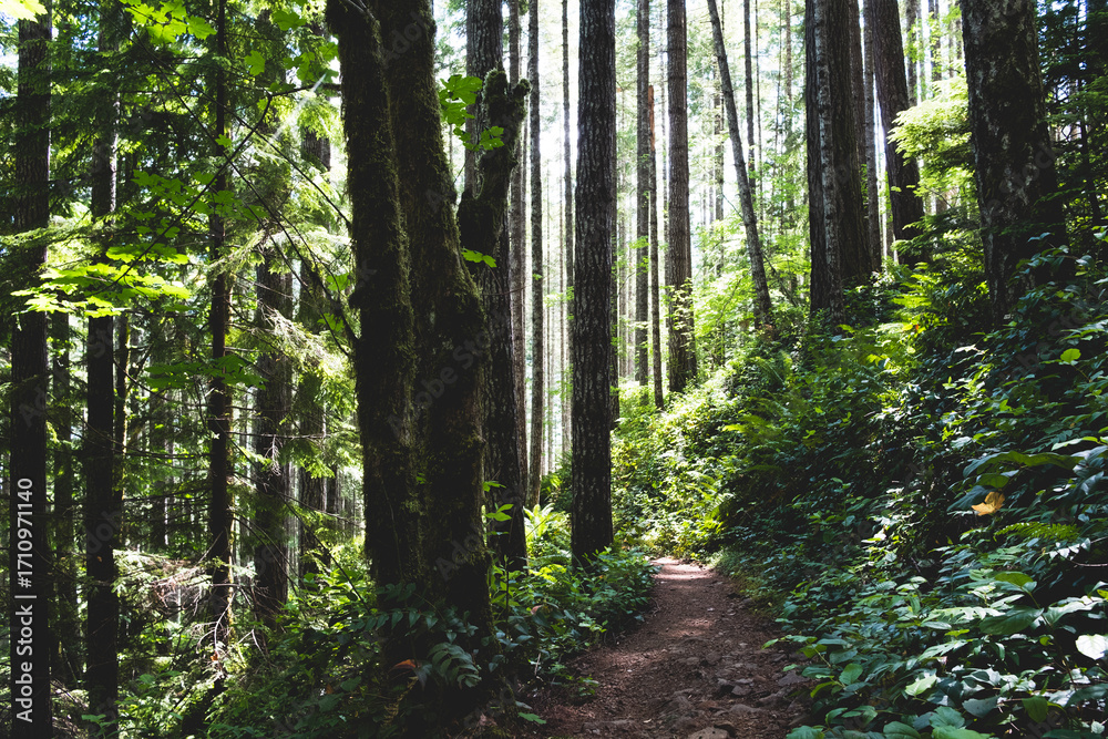 Naklejka premium path in forest hike