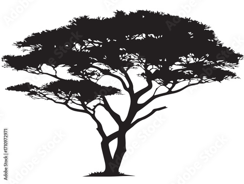 Majestic acacia tree isolated flat top silhouette illustration