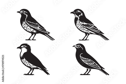 Wallpaper Mural Four detailed illustrations of small birds in black and white Torontodigital.ca