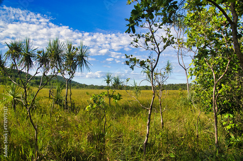 Savanna and forest along the Cascades Walk, Litchfield National Park, Northern Territory, Australia. Lush green nature after the rainy season.
