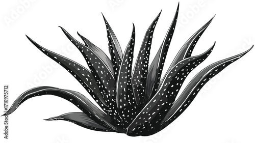 Aloe Vera and Agave Leaves Vector Illustration for Design Projects