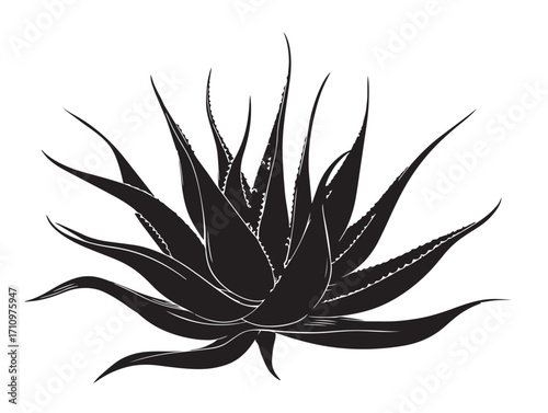 Beautiful aloe vera flower silhouette stock image illustration