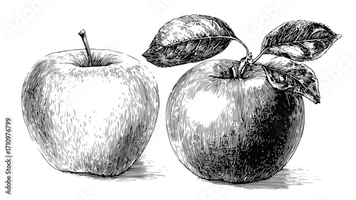 Hand-Drawn Engraving Style Apple Fruit Vector Illustration for Design Projects
