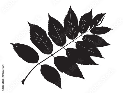 Classic ash leaf silhouette vector with strong natural style